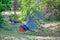 Peacock with gorgeous spread colored feathers shows his tail for his peacock lady in the Yala Nationalpark