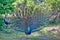 Peacock with gorgeous spread colored feathers shows his tail for his peacock lady in the Yala Nationalpark