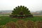 peacock grass sculpture in botanical garden