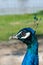 Peacock head beautiful portrait with bokeh isolation of subject