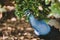 Peacock Hiding in the Brush