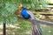 Peacock. Indian wild peacock Pavo cristatus. Portrait of a bea