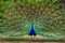 Peacock with its tail open showing vivid colors in a symmetrical arrangement. Aranjuez