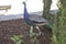 Peacock in Jardins do Palacio de Cristal Gardens of Porto