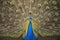 The peacock known has the Peafowl. Pavo