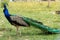 Peacock with large tail in green grass