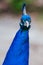 Peacock in Launceston Tasmania Australia