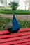 Peacock leisurely perched on garden bench,.