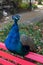 Peacock leisurely perched on garden bench,.