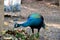 Peacock lives in Klai Kangwon Temple, Chai Nat Province, Thailand.