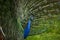 Peacock in London park