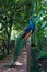 Peacock with long beautiful colorful tail