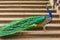 Peacock with a long green tail is standing on the stairs in profile