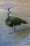 Peacock in Loro Parque, Tenerife, Canary Islands.