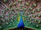 Peacock  Made With Generative AI illustration