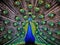 Peacock  Made With Generative AI illustration