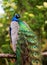 Peacock male bird sitting