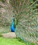 A peacock, male peafowl displaying its train or tail.