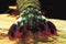 Peacock Mantis Shrimp, odontodactylus scyllarus, Close up of Tail