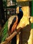 Peacock mating dance in an aviary at the zoo