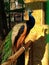 Peacock mating dance in an aviary at the zoo