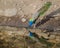 A peacock,the National Bird of India drinking water from a lake