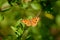 Peacock Pansy butterfly (Junonia almana)