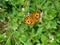 The Peacock Pansy butterfly seeking nectar on Spanish Needle flower