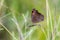 Peacock Pansy Junonia almana drinking on plant