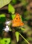 Peacock Pansy or Junonia almanac butterfly having sweet nectar on a flower. Macro butterflies collecting honey and pollination.