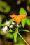 Peacock Pansy or Junonia almanac butterfly having sweet nectar on a flower. Macro butterflies collecting honey and pollination.