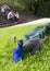 Peacock in a park