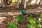 The peacock in the park, Oahu, Hawaii