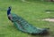 Peacock Pavo cristatus