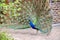 Peacock Pavo Cristatus with Outstretched Wings Walking