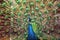 Peacock - peafowl closeup with a full plumage display
