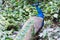 Peacock or peafowl include three species of birds in the genera