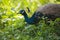 Peacock - peafowl with open tail, beautiful representative exemplar of male peacock in great metalic colors