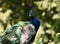 Peacock photograph real with naturally bright colours