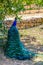 Peacock photographed from behind with colourful tail in foreground and head .