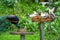 Peacock and pigeons eat from a bird feeder in a bird park. Bird watching