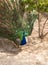 Peacock with plumage Reina Sofia Park Guardamar del Segura Spain