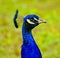 Peacock portrait.