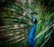 Peacock portrait