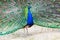 Peacock portrait. Beautiful colourful peackock feather