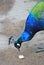 Peacock portrait. The bird takes a piece of bread from the ground.