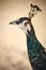 Peacock portrait closeup with green and blue feathers and beautiful headdress