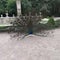 Peacock posing with the feathers unfolded on a park in Spain