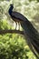 Peacock in profile stands on a branch with folded tail