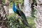 Peacock in public park - Plants and vegetation